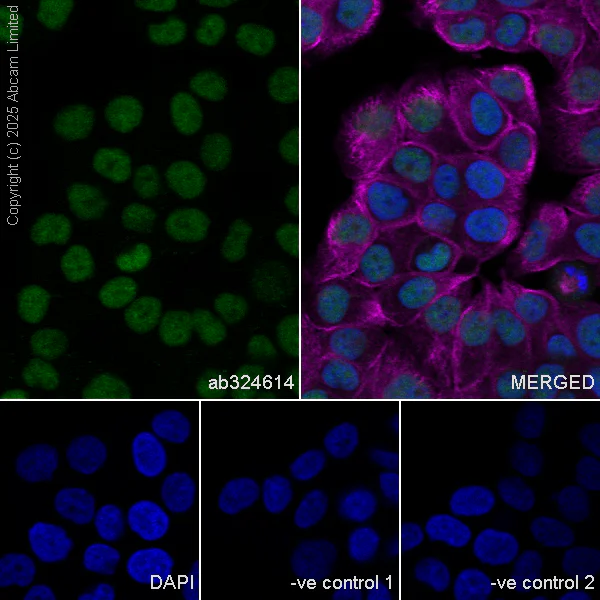 Immunocytochemistry/ Immunofluorescence - Anti-alpha Tubulin antibody [DM1A] - Loading Control (AB7291)