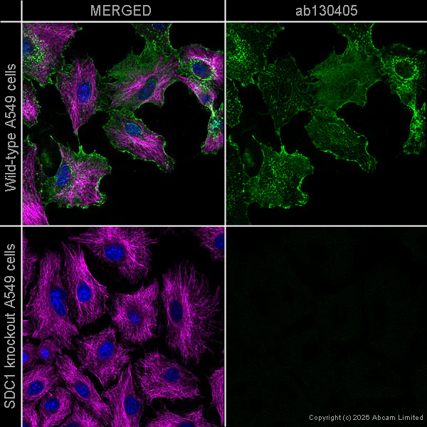 Immunocytochemistry/ Immunofluorescence - Anti-alpha Tubulin antibody [DM1A] - Loading Control (AB7291)