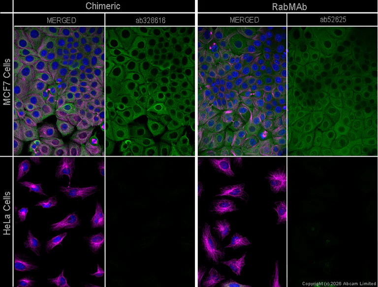Immunocytochemistry/ Immunofluorescence - Anti-alpha Tubulin antibody [DM1A] - Loading Control (AB7291)
