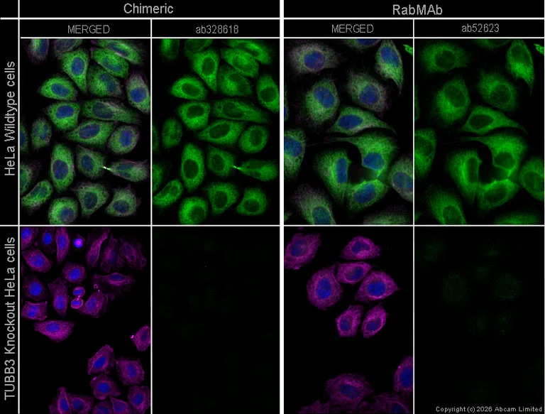 Immunocytochemistry/ Immunofluorescence - Anti-alpha Tubulin antibody [DM1A] - Loading Control (AB7291)