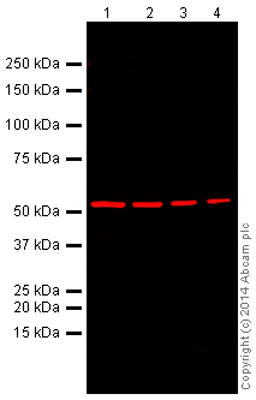Western blot - Anti-alpha Tubulin antibody [DM1A] - Loading Control (ab7291), expandable thumbnail