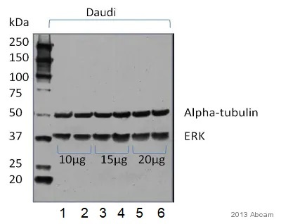Western blot - Anti-alpha Tubulin antibody [DM1A] - Loading Control (AB7291), expandable thumbnail