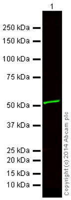 Western blot - Anti-alpha Tubulin antibody [DM1A] - Loading Control (ab7291), expandable thumbnail