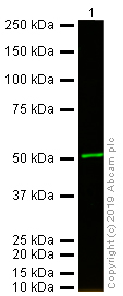 Western blot - Anti-alpha Tubulin antibody [DM1A] - Loading Control (ab7291), expandable thumbnail