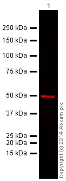 Western blot - Anti-alpha Tubulin antibody [DM1A] - Loading Control (ab7291), expandable thumbnail