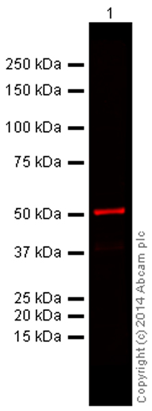 Western blot - Anti-alpha Tubulin antibody [DM1A] - Loading Control (ab7291), expandable thumbnail