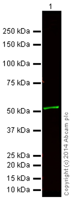 Western blot - Anti-alpha Tubulin antibody [DM1A] - Loading Control (ab7291), expandable thumbnail