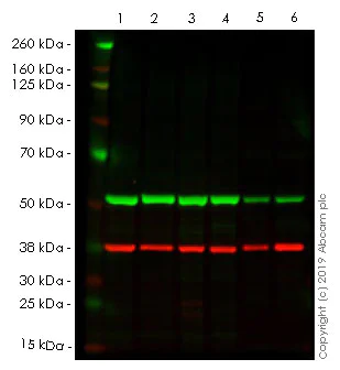 Western blot - Anti-alpha Tubulin antibody [DM1A] - Loading Control (AB7291)