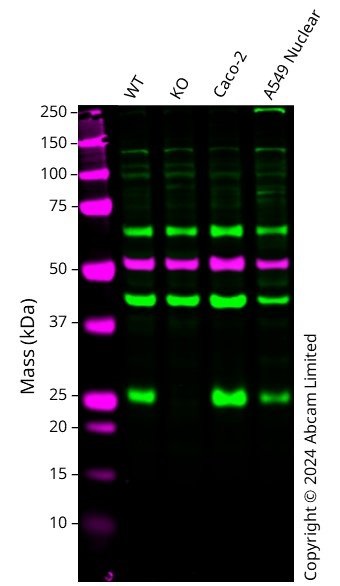 Western blot - Anti-alpha Tubulin antibody [DM1A] - Loading Control (ab7291), expandable thumbnail