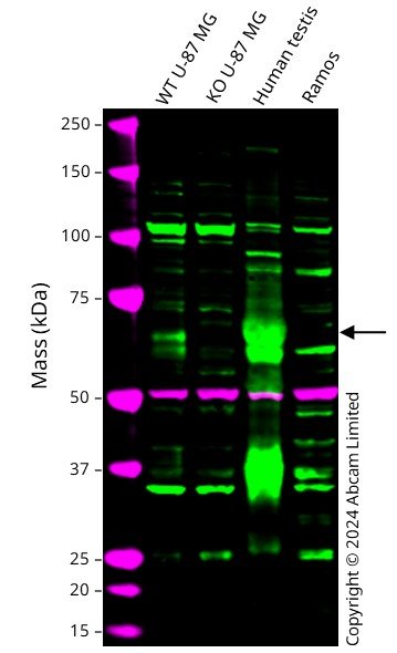 Western blot - Anti-alpha Tubulin antibody [DM1A] - Loading Control (ab7291), expandable thumbnail