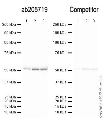 Western blot - Anti-alpha Tubulin antibody [DM1A] - Loading Control (ab7291), expandable thumbnail