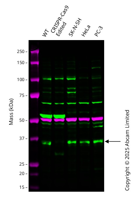 Western blot - Anti-alpha Tubulin antibody [DM1A] - Loading Control (ab7291), expandable thumbnail