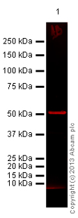 Western blot - Anti-alpha Tubulin antibody [DM1A] - Loading Control (ab7291), expandable thumbnail