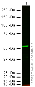 Western blot - Anti-alpha Tubulin antibody [DM1A] - Loading Control (ab7291), expandable thumbnail