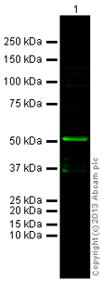Western blot - Anti-alpha Tubulin antibody [DM1A] - Loading Control (ab7291), expandable thumbnail