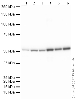 Western blot - Anti-alpha Tubulin antibody [DM1A] - Loading Control (ab7291), expandable thumbnail