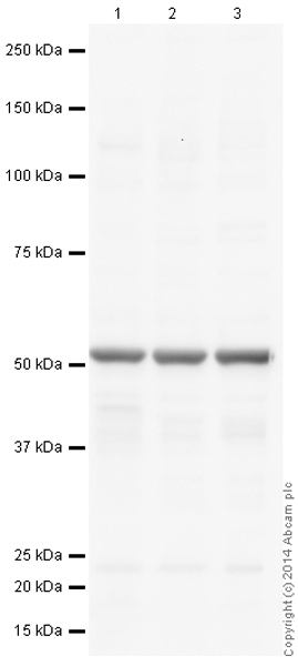 Western blot - Anti-alpha Tubulin antibody [DM1A] - Loading Control (ab7291), expandable thumbnail