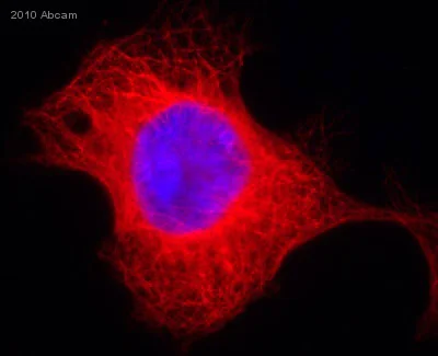 Immunocytochemistry/ Immunofluorescence - Anti-alpha Tubulin antibody [EP1332Y] - BSA and Azide free (AB216650)