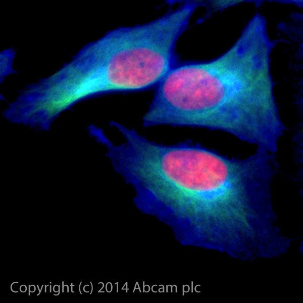 Immunocytochemistry/ Immunofluorescence - Anti-alpha Tubulin antibody [EP1332Y] - BSA and Azide free (AB216650), expandable thumbnail