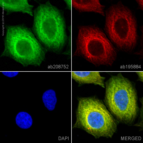 Immunocytochemistry/ Immunofluorescence - Anti-alpha Tubulin antibody [EP1332Y] - BSA and Azide free (AB216650), expandable thumbnail