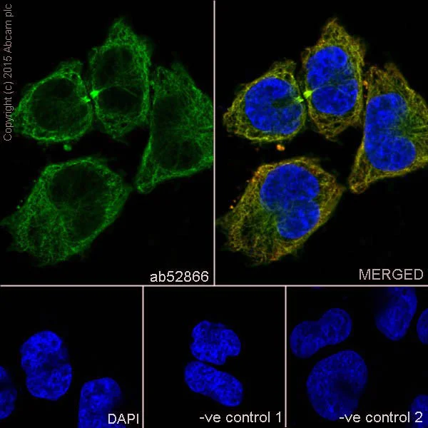 Immunocytochemistry/ Immunofluorescence - Anti-alpha Tubulin antibody [EP1332Y] - BSA and Azide free (AB216650)