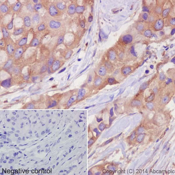 Immunohistochemistry (Formalin/PFA-fixed paraffin-embedded sections) - Anti-alpha Tubulin antibody [EP1332Y] - BSA and Azide free (AB216650)