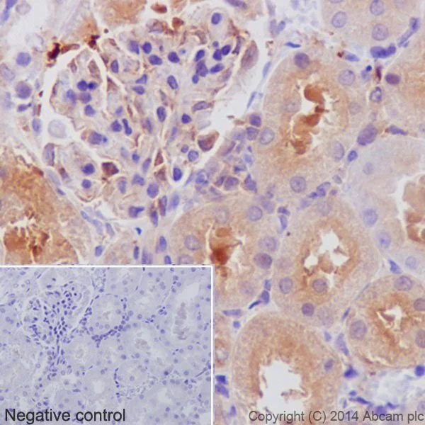 Immunohistochemistry (Formalin/PFA-fixed paraffin-embedded sections) - Anti-alpha Tubulin antibody [EP1332Y] - BSA and Azide free (AB216650)