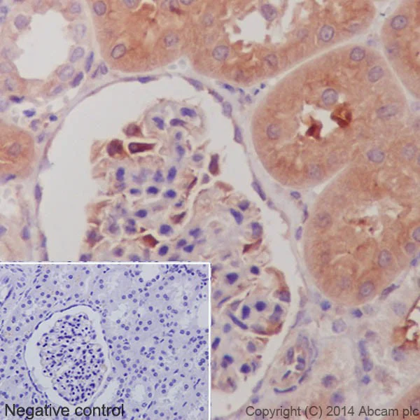 Immunohistochemistry (Formalin/PFA-fixed paraffin-embedded sections) - Anti-alpha Tubulin antibody [EP1332Y] - BSA and Azide free (AB216650)