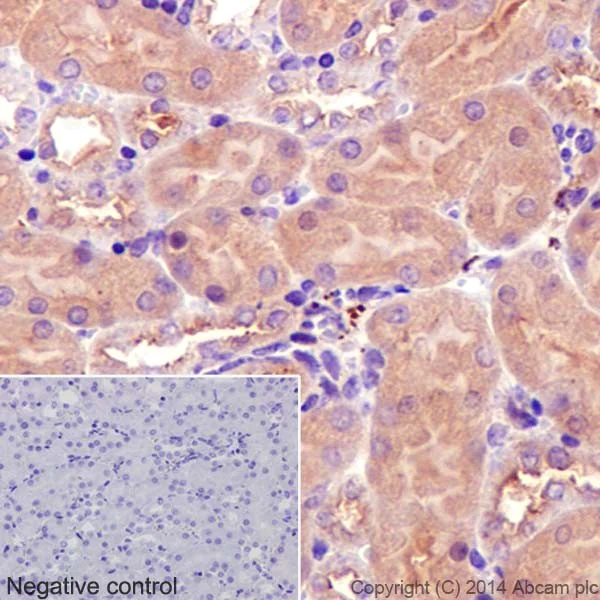 Immunohistochemistry (Formalin/PFA-fixed paraffin-embedded sections) - Anti-alpha Tubulin antibody [EP1332Y] - BSA and Azide free (AB216650)