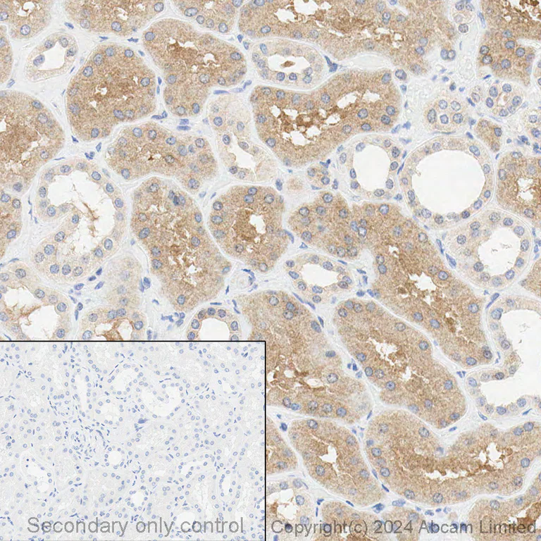 Immunohistochemistry (Formalin/PFA-fixed paraffin-embedded sections) - Anti-alpha Tubulin antibody [EP1332Y] - BSA and Azide free (AB216650)