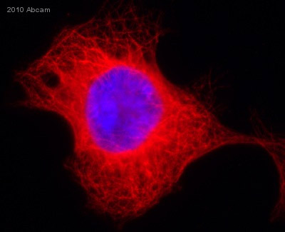 Immunocytochemistry/ Immunofluorescence - Anti-alpha Tubulin antibody [EP1332Y] - Loading Control (AB52866), expandable thumbnail