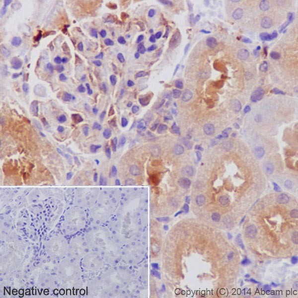 Immunohistochemistry (Formalin/PFA-fixed paraffin-embedded sections) - Anti-alpha Tubulin antibody [EP1332Y] - Loading Control (ab52866), expandable thumbnail