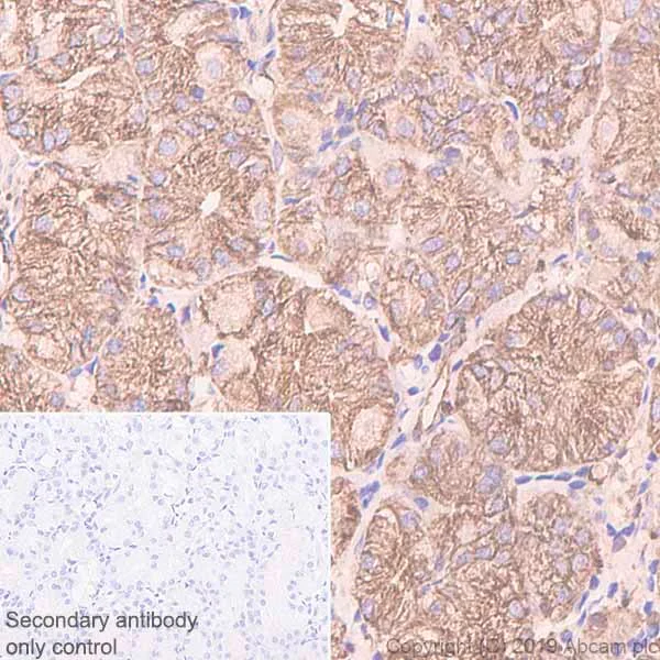 Immunohistochemistry (Formalin/PFA-fixed paraffin-embedded sections) - Anti-alpha Tubulin antibody [EP1332Y] - Loading Control (AB52866)