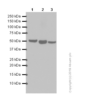 Western blot - Anti-alpha Tubulin antibody [EP1332Y] - Loading Control (AB52866), expandable thumbnail