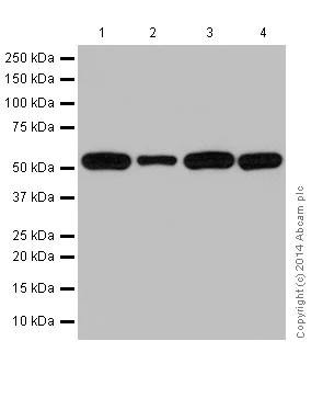 Western blot - Anti-alpha Tubulin antibody [EP1332Y] - Loading Control (AB52866)