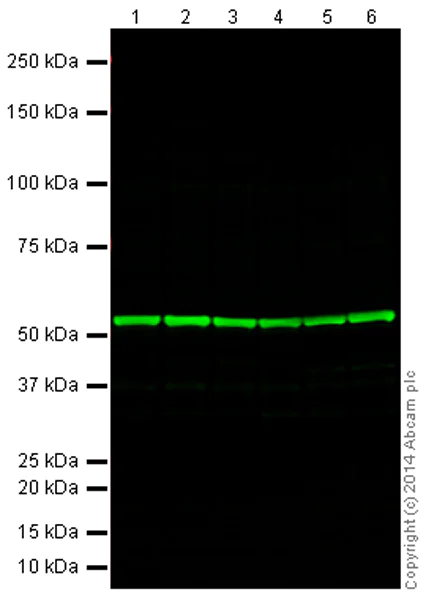 Western blot - Anti-alpha Tubulin antibody [EP1332Y] - Loading Control (AB52866)