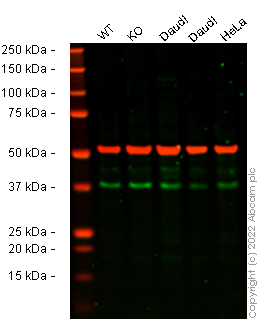 Western blot - Anti-alpha Tubulin antibody [EP1332Y] - Loading Control (ab52866), expandable thumbnail
