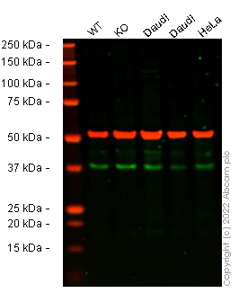 Western blot - Anti-alpha Tubulin antibody [EP1332Y] - Loading Control (AB52866)