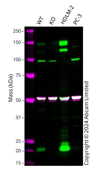 Western blot - Anti-alpha Tubulin antibody [EP1332Y] - Loading Control (AB52866)