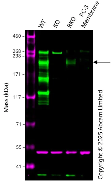 Western blot - Anti-alpha Tubulin antibody [EP1332Y] - Loading Control (AB52866)