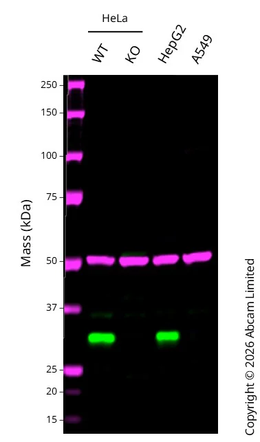 Western blot - Anti-alpha Tubulin antibody [EP1332Y] - Loading Control (AB52866)