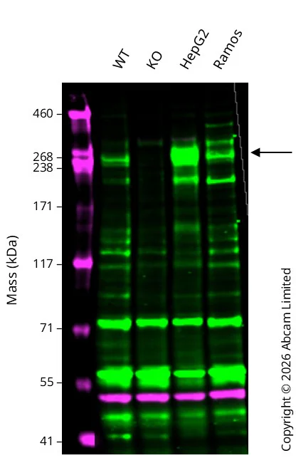 Western blot - Anti-alpha Tubulin antibody [EP1332Y] - Loading Control (AB52866)