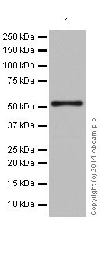 Western blot - Anti-alpha Tubulin antibody [EP1332Y] - Loading Control (ab52866), expandable thumbnail