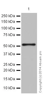 Western blot - Anti-alpha Tubulin antibody [EP1332Y] - Loading Control (AB52866)