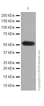 Western blot - Anti-alpha Tubulin antibody [EP1332Y] - Loading Control (AB52866)