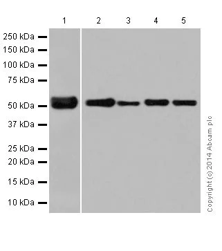 Western blot - Anti-alpha Tubulin antibody [EP1332Y] - Loading Control (AB52866)