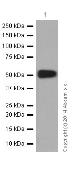 Western blot - Anti-alpha Tubulin antibody [EP1332Y] - Loading Control (AB52866)