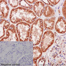 Immunohistochemistry (Formalin/PFA-fixed paraffin-embedded sections) - Anti-alpha Tubulin antibody [EPR13478(B)] - Loading Control (AB176560)