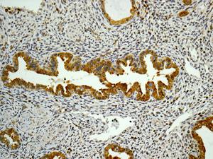 Immunohistochemistry (Formalin/PFA-fixed paraffin-embedded sections) - Anti-alpha Tubulin antibody [EPR13478(B)] - Loading Control (AB176560), expandable thumbnail