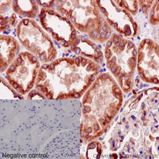 Immunohistochemistry (Formalin/PFA-fixed paraffin-embedded sections) - Anti-alpha Tubulin antibody [EPR13478(B)] - Loading Control (AB176560), expandable thumbnail